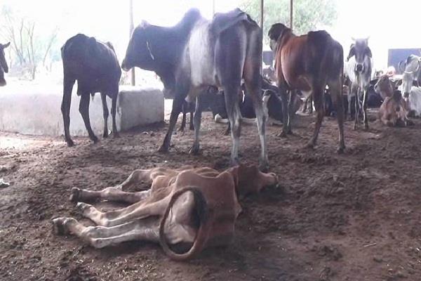 ಹರ್ಯಾಣ: ಗೋರಕ್ಷಣೆಯ ಕಾನೂನಿದ್ದರೂ ನಂದಿಶಾಲಾದಲ್ಲಿ ಹಸುಗಳು ಸಾಯುತ್ತಿವೆ!